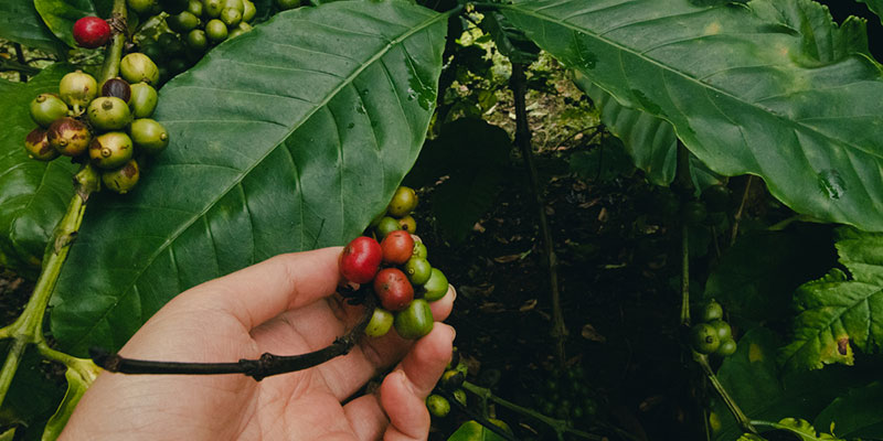What Is Fair Trade Coffee and Why We Support It?