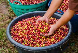 What Makes Sustainable Coffee Sustainable?