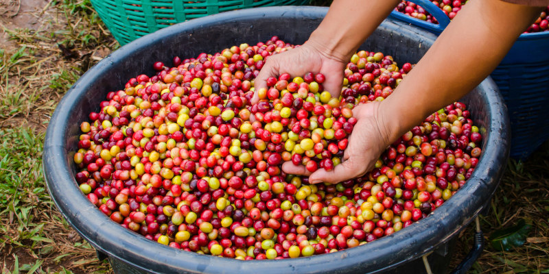 What Makes Sustainable Coffee Sustainable?